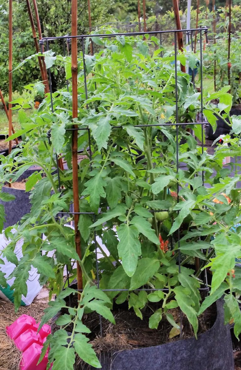 Tomato Growth Requirements - Homegrown Tomatoes